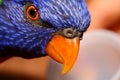 Close-up of Lory parrot