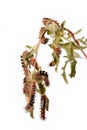 Close-up of a lot of caterpillars orgia dubia chews the leaves of the plant.