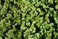 close up a lot of Green small leaves Angel Tear Plant Pollyanna Texture pattern Royalty Free Stock Photo