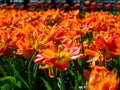 Close-up of a lot of orange-scarlet tulips. Flower bed, can be used as a background Royalty Free Stock Photo