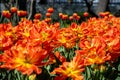 Close-up of a lot of orange-scarlet tulips. Flower bed, can be used as a background Royalty Free Stock Photo