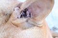 Close up, a lot of ticks in the dog& x27;s ears to eat blood.