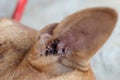 Close up, a lot of ticks in the dog& x27;s ears to eat blood.