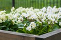 Close-up of lot white spring Common Primrose Primula Royalty Free Stock Photo