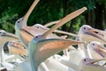 Close-up of lots of big white pelican birds with open mouths