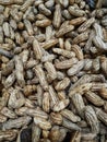 close up of lots of peanuts Royalty Free Stock Photo