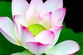 Close-up of lotus flower Royalty Free Stock Photo