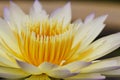 Close up Lotus flower Royalty Free Stock Photo