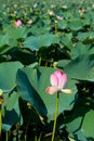 a close-up of a lotus flower on a background of green leaves.A pink lotus bud in the sunlight.The concept of a Royalty Free Stock Photo