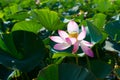 a close-up of a lotus flower on a background of green leaves.A pink lotus bud in the sunlight.The concept of a Royalty Free Stock Photo