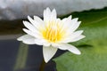 Close-up lotus flower,Beautiful lotus flower Blurred or blur Royalty Free Stock Photo