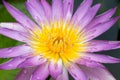 Close-up lotus flower,Beautiful lotus flower Blurred or blur soft focus. Royalty Free Stock Photo