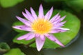 Close-up lotus flower,Beautiful lotus flower Blurred or blur soft focus. Royalty Free Stock Photo