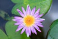 Close-up lotus flower,Beautiful lotus flower Blurred or blur soft focus. Royalty Free Stock Photo