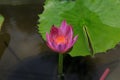 Close-up lotus flower,Beautiful lotus flower Blurred or blur soft focus. Royalty Free Stock Photo