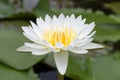 Close-up lotus flower,Beautiful lotus flower Blurred or blur soft focus Royalty Free Stock Photo