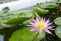 Close-up lotus flower,Beautiful lotus flower Blurred or blur soft focus. Royalty Free Stock Photo