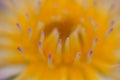 Close-up lotus flower,Beautiful lotus flower Blurred or blur soft focus. Royalty Free Stock Photo