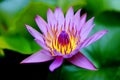 Close up lotus flower is blooming in the garden Royalty Free Stock Photo