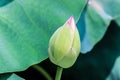 Close up of lotus flower bud with green leaves Royalty Free Stock Photo