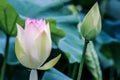 Close up of lotus flower bud with green leaves Royalty Free Stock Photo