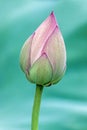 Close up of lotus flower bud with green leaves Royalty Free Stock Photo