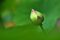 Close up of lotus flower bud in the pond