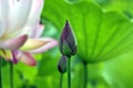 Close up of lotus flower buds in the pond Royalty Free Stock Photo