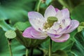 Close up of a Lotus Flower Royalty Free Stock Photo