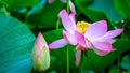 Close-up of a lotus flower. The graceful aquatic flowers grow on the lotus lake. The sacred flower of Buddhism.