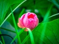 Close-up of a lotus flower. The graceful lotus blooms in the summer in the pond. The sacred flower of Buddhism.