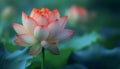 Close-up, lotus flower with gradient pink and orange petals, covered in dewdrops against a backdrop of green foliage Royalty Free Stock Photo