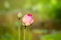 Close up of Lotus flower