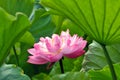 Close up of blossom lotus flower in pond