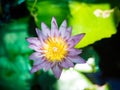 Close-up of lotus flower with green leaves