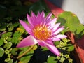 Close-up of lotus flower on the pond at sunrise.