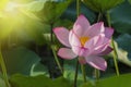 Close-up of lotus flower on the pond at sunrise.