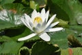 Lotus, Hyderabad, Telanagana, India