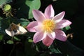 Close up of Lotus leaf flower in full bloom Royalty Free Stock Photo