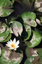 Close up of Lotus leaf Royalty Free Stock Photo