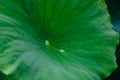 Close-up of lotus leaf with water drop Royalty Free Stock Photo