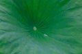 Close-up of lotus leaf with water drop Royalty Free Stock Photo