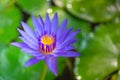 Close up lotus and leaves on the water.