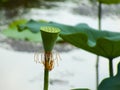 Close-up of lotus pods in the pond with green background Royalty Free Stock Photo