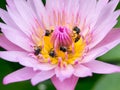 Close up lotus pollen Royalty Free Stock Photo
