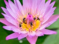 Close up lotus pollen Royalty Free Stock Photo