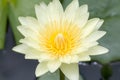 Close-up lotus pollen, Macro lotus pollen blurry or soft focus,