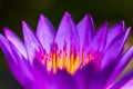 Close up lotus pollen Royalty Free Stock Photo