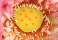 Close up lotus pollen Royalty Free Stock Photo