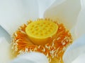 Close up lotus pollen Royalty Free Stock Photo